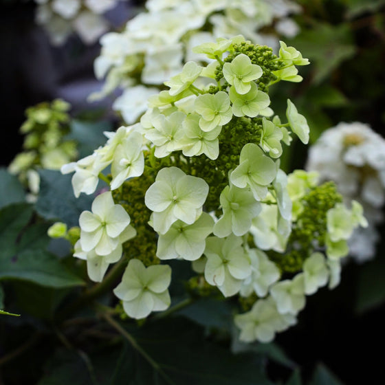 close up of cone hydrangea blooms