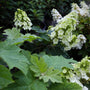 closer look at the vibrant green leaves of the hydrangea of munchkin oakleaf
