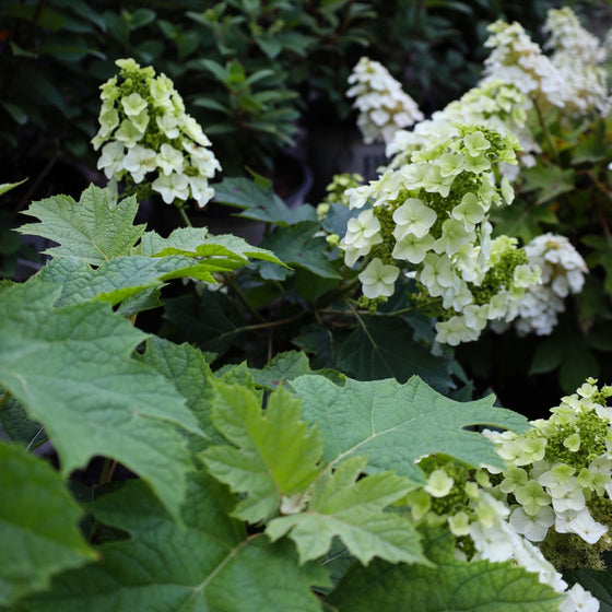 closer look at the vibrant green leaves of the hydrangea of munchkin oakleaf