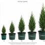 Size Chart of a group of young Murray Cypress trees in nursery pots