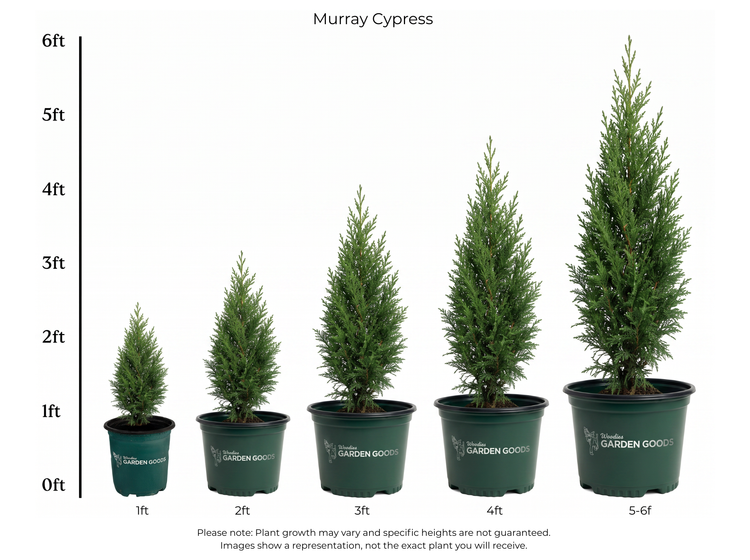 Size Chart of a group of young Murray Cypress trees in nursery pots