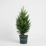 potted Mature Murray Cypress with an upright evergreen form and dense branching