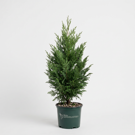 potted Mature Murray Cypress with an upright evergreen form and dense branching