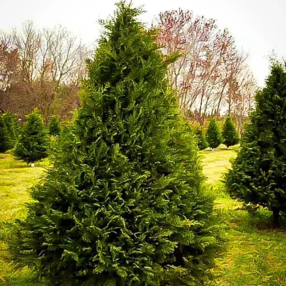 Tree Cyprace Cyprus Trees For Garden _ 25 Types of Cypress Trees – OAPHT