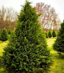 Murray Cypress
