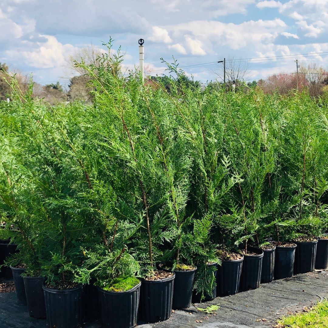 Buy Murray Cypress Trees Online | Garden Goods Direct