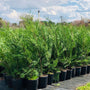a group of young Murray Cypress trees in nursery pots