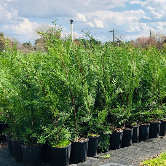 a group of young Murray Cypress trees in nursery pots
