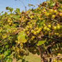 Muscadine Grape Vine full of green grapes