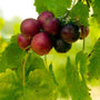 dark red grapes on muscadine grape vine