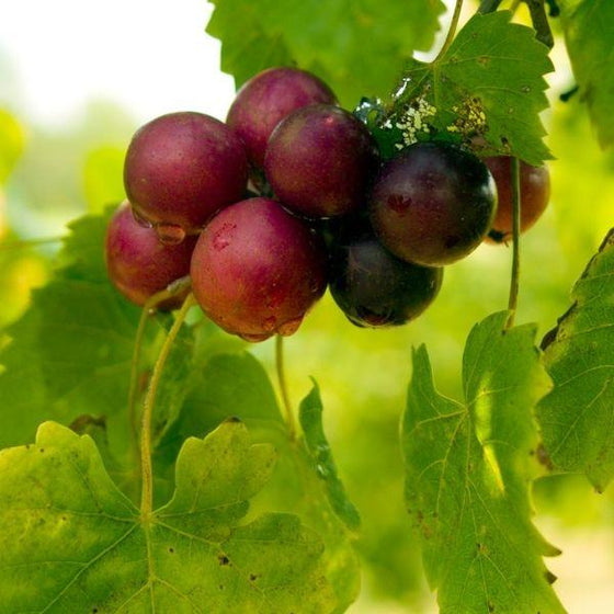 dark red grapes on muscadine grape vine
