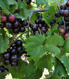 Buy Online Vanessa Red Grape Vine With Sweet, Seedless Type Of Fruit. –  Maya Gardens, Inc.