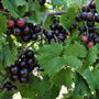 close look at ripe Muscadine Grapes on a vine