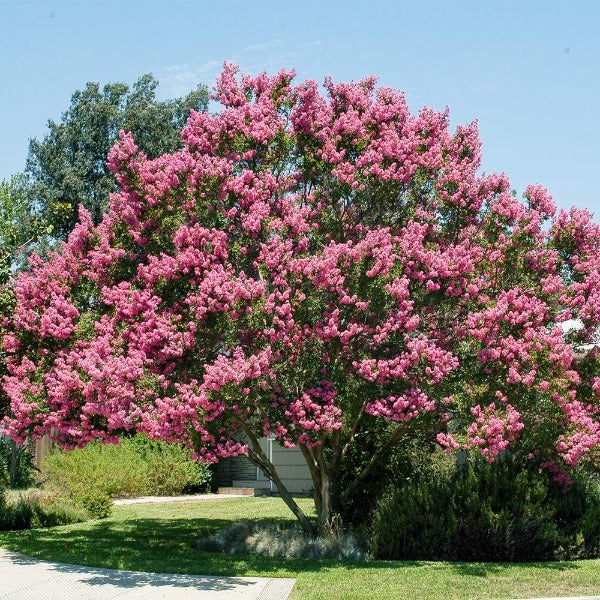 muskogee lavender crape myrtle tree Muskogee Crape Myrtle