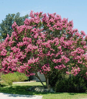 Muskogee Crape Myrtle