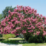 Muskogee Crape Myrte tree with gigantic lush lavender pink flowers