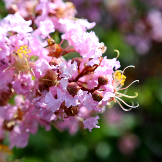 pale pink blooms on crape myrtle muskogee