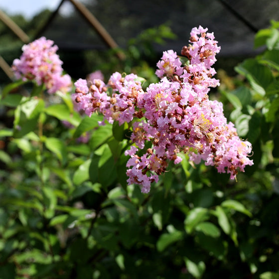 pale pink blooms on muskogee crape myrtle