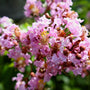 close up of pink muskogee crape myrtle blooms