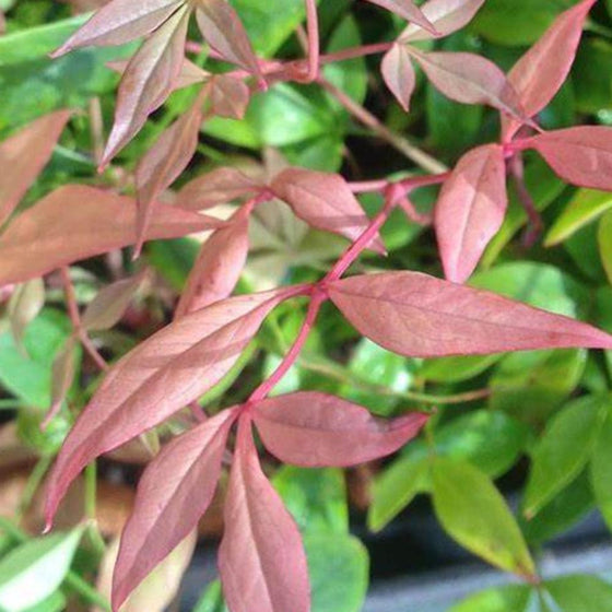 Closer look on the Nandina bonfire with dark red leaves