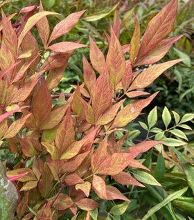 Nandina Bonfire