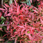 Nandina Firepower Shrub vibrant red fall foliage