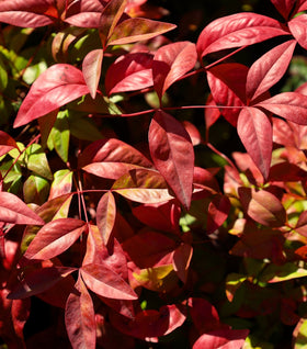 Nandina Fire Power