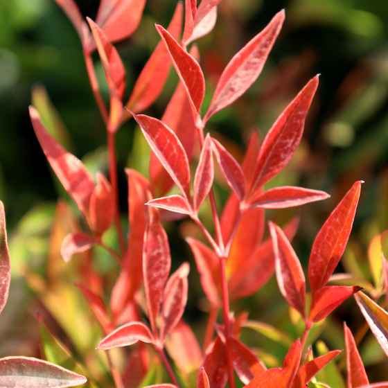 fall foliage on heavenly bamboo