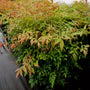 green to orange color on nandina gulf stream in spring