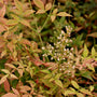 sweet flower buds on nandina shrub