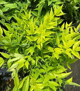 Nandina Lemon Lime