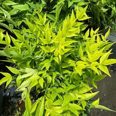 nandina-lemon-lime-