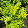 Nandina Lemon Lime Shrubs lemon lime foliage