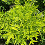 neon foliage of nandina lemon lime with pointed leaves
