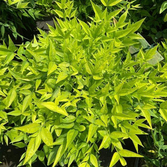 neon foliage of nandina lemon lime with pointed leaves