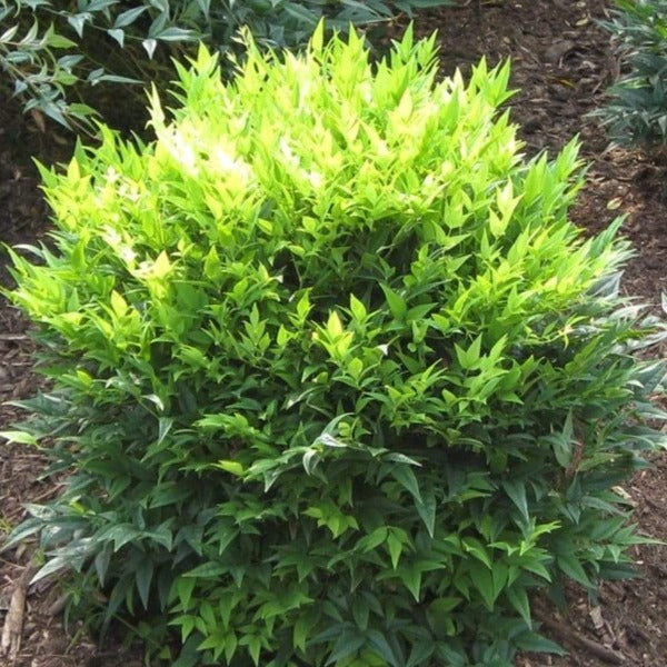 Lemon Lime Nandina | Chartreuse Evergreen Shrub For Shade & Hedges