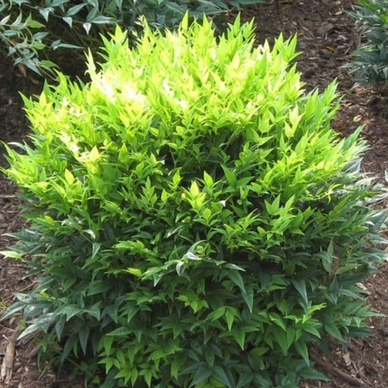 Nandina Lemon Lime Shrubs planted in a woodland garden
