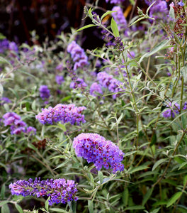 Nanho Blue Butterfly Bush