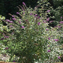 butterfly bush nanho purple has green foliage and purple blooms