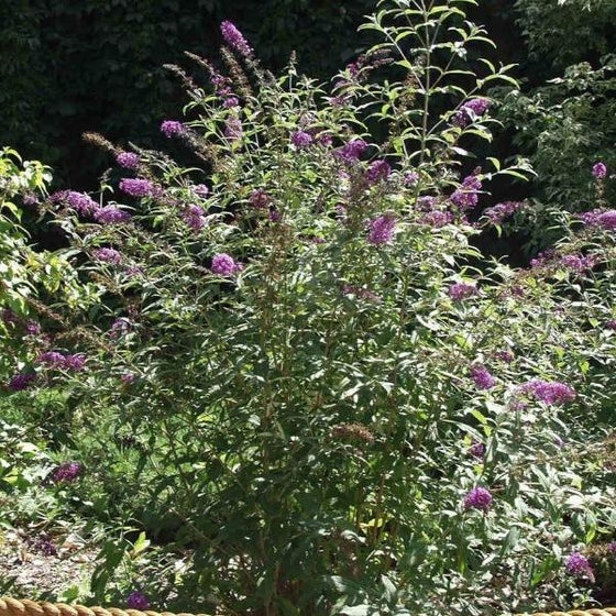 butterfly bush nanho purple has green foliage and purple blooms