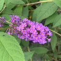 butterfly bush nanho purple has conical clusters of purple blooms