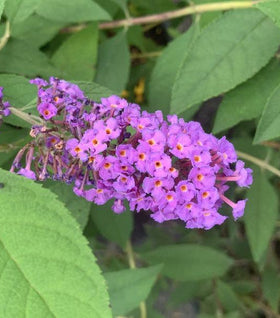 Nanho Purple Butterfly Bush