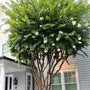 Natchez Crape Myrtle Trees with fluffy pure white flower clusters and smooth light brown bark