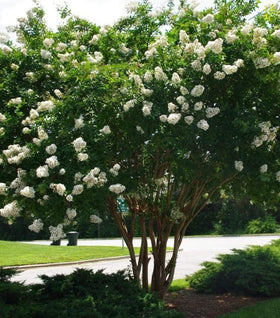 Natchez Crape Myrtle