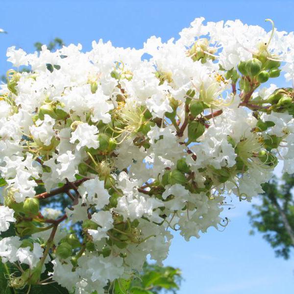 Natchez Crape Myrtle Trees For Sale Online | Garden Goods Direct