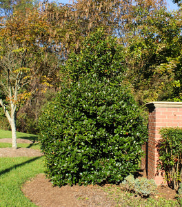 Nellie Stevens Holly