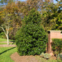 A Nellie Stevens Holly shrub with vibrant green foliage and a dense, pyramidal shape, located in a garden setting with a brick wall in the background.