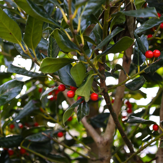 close up shot of red berries on Nellie Stevens Holly