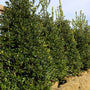 mature nellie stevens hollie trees as a lush evergreen privacy screen