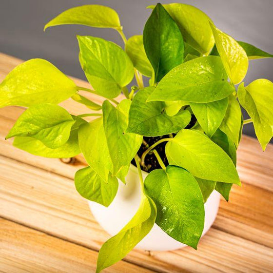 The bright chartreuse leaves of Neon Pothos or Devils Ivy